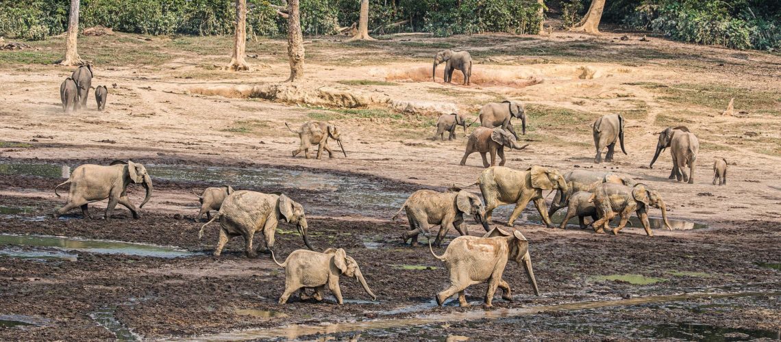sloni pralesní, Středoafrická republika. Foto Vít Lukáš