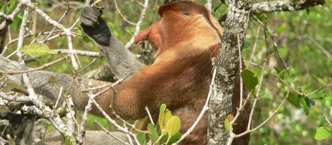 Petr Colas - Kahau nosaty - pesisir balipapan (7)