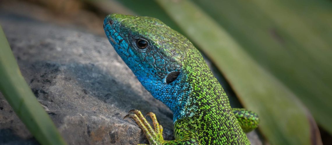 Lacerta viridis (samec)