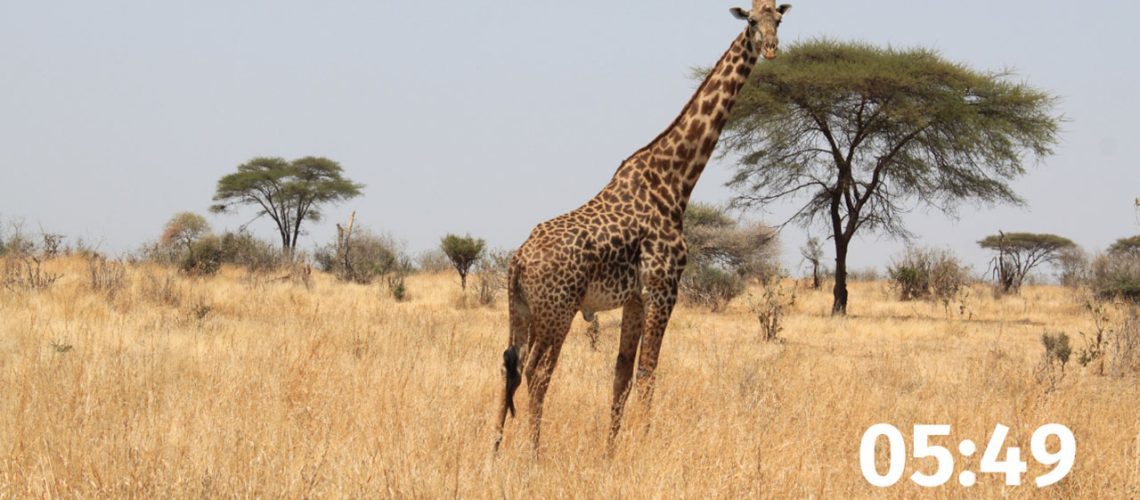 doskol-africka-savana-video-2-v2