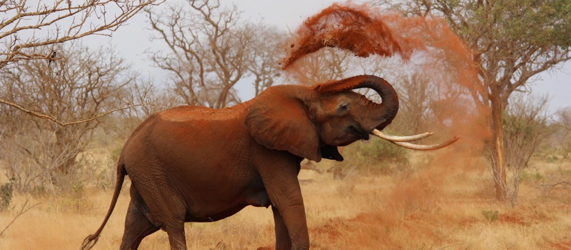 elephant-111695