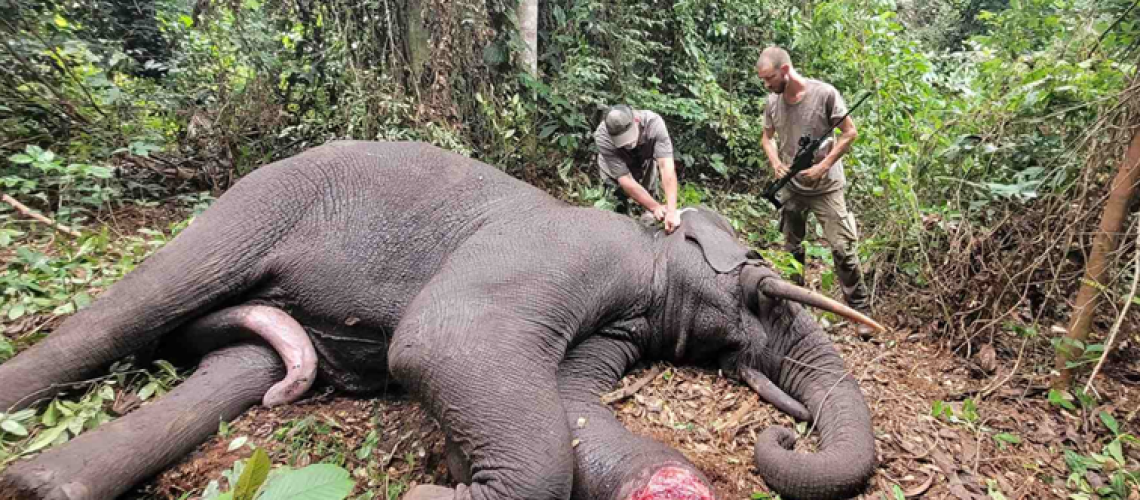 elephant