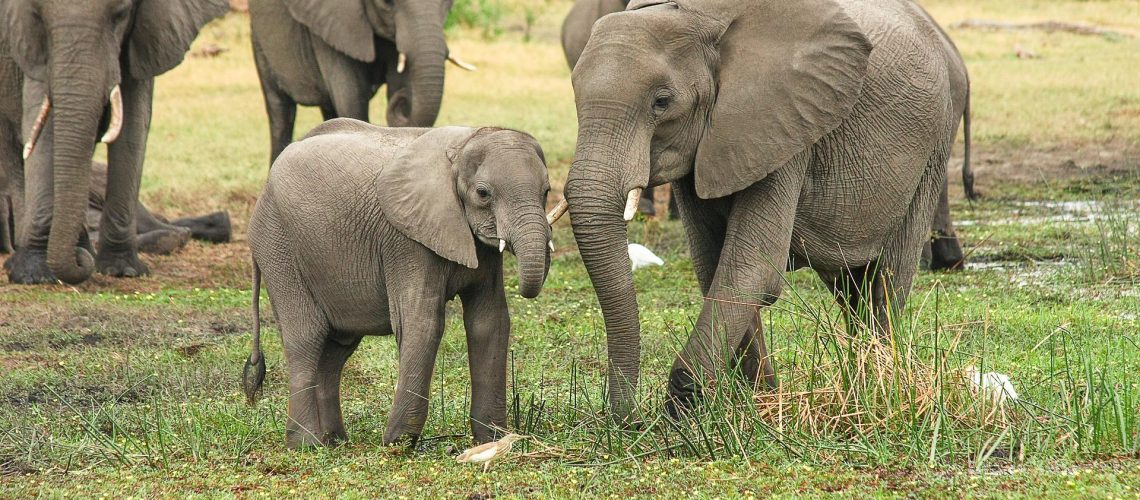 elephants-2923917_1920