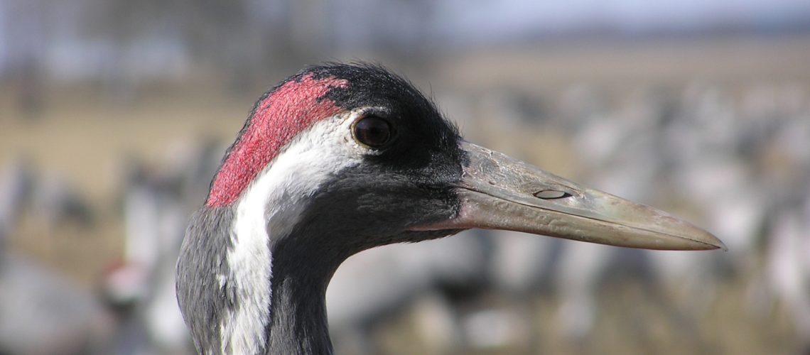 Grus grus
