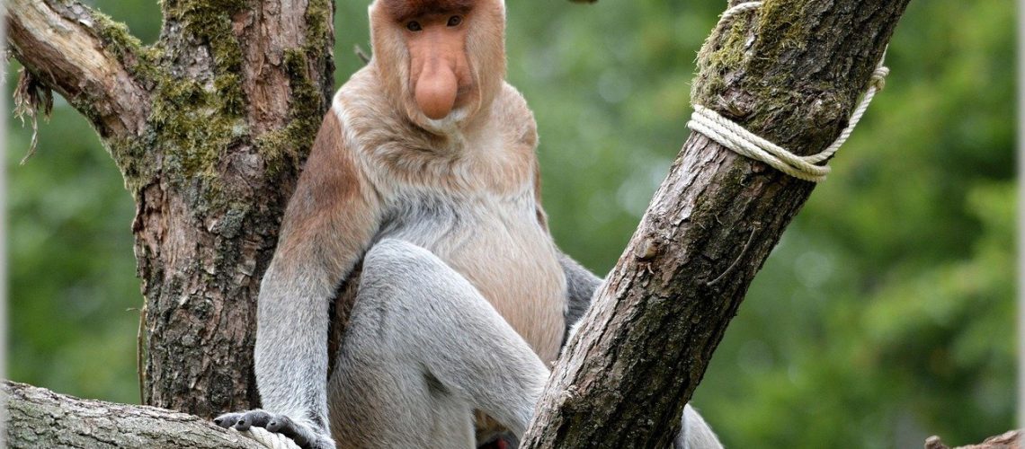 proboscis-monkey-216216_1280