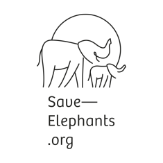 projekty-save-elephants